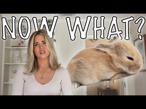 How To Survive Your First Week with a Rabbit (bunny proofing, potty training & free roaming!)