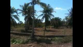 preview picture of video '2.3-acre Seaside Sarteneja Land'