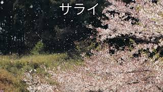サライ　＃歌ってみた＃サライ