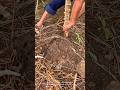 The Ultimate Sweet Potato Harvesting Guide