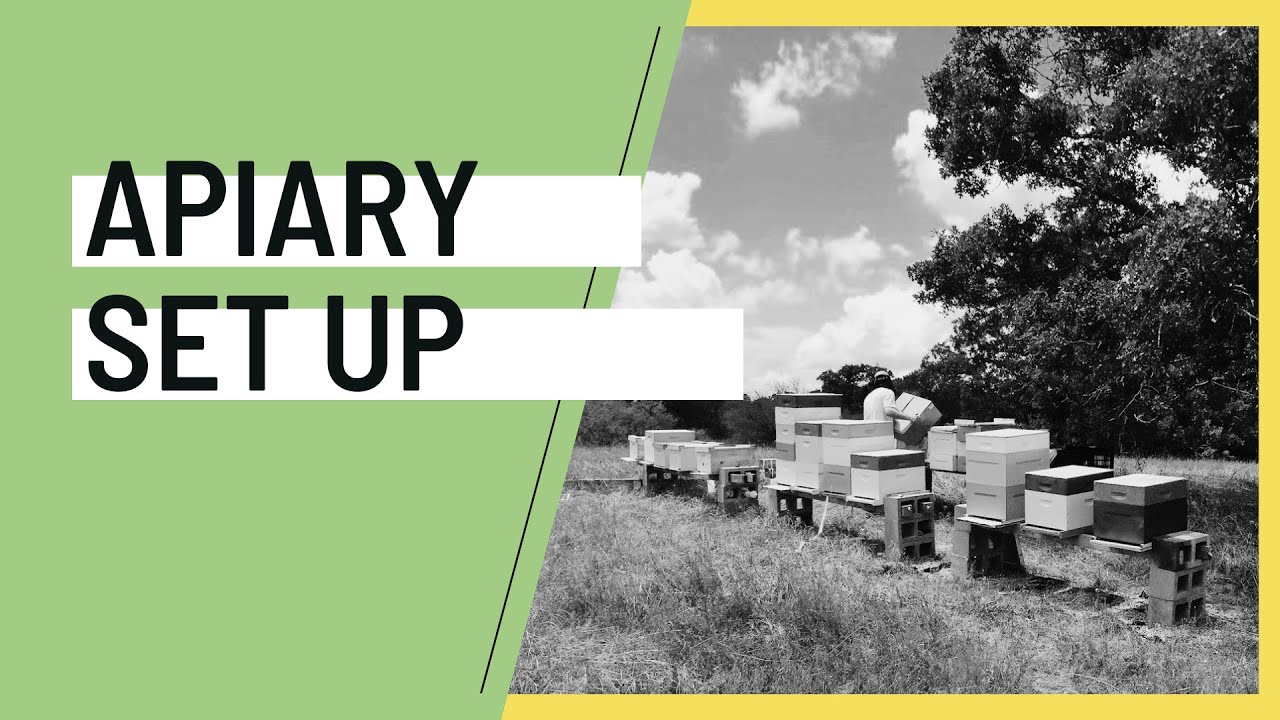 Apiary Set Up w/ Prime Bees Apiary