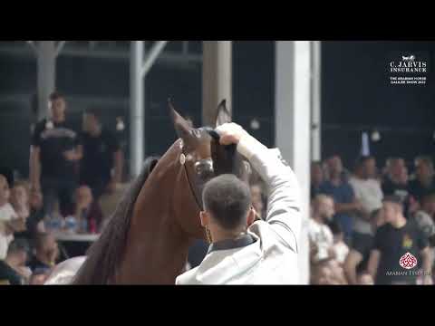 N 226 MARC QR   The Arabian Horse Galilee Show 2023   Stallions 5 Years Old Class 24
