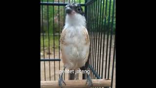 Download lagu masteran cendet kunti nyeret tengkek buto greja nyeret cocok buat trotol @pentetjatengnew4387 mp3