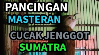 Download lagu Cucak Jenggot Sumatra Ngetrail Panjang - Pancingan   Masteran mp3