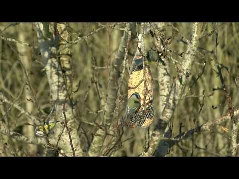 Vinterfåglar inpå knuten