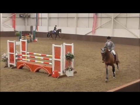 Guiness (Kojak x Capo Est) - Addington 01/2016