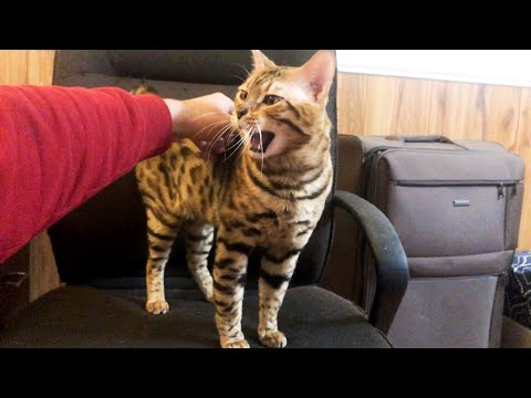 Bengal cat you want to Cuddle l CrazyCatish