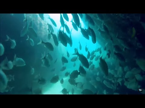 TJ UFSC 26/11/18 - REBIO Arvoredo: História