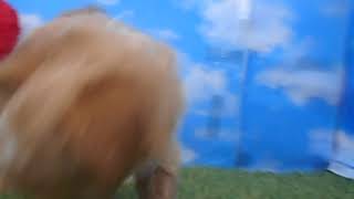 ハーフ犬の動画01