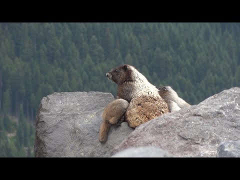 Marmot nursing Young at Mount Rainier