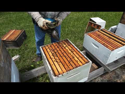 Shaking Out Laying Workers And Dead Out