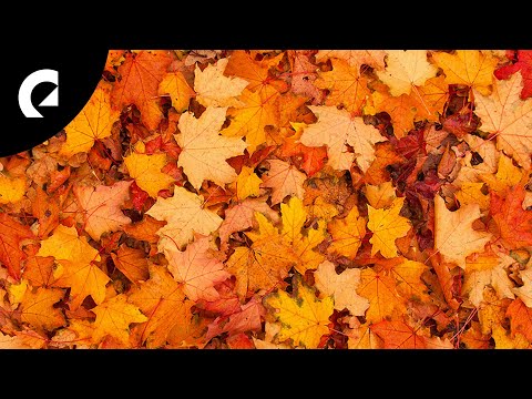 Roy Edwin Williams - Joshua Tree Waltz