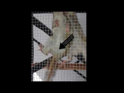 How to distinguish male and female chipmunk (Jak rozróżnić płeć burunduka))