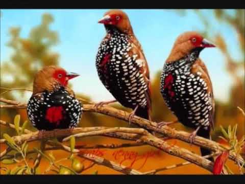 CCB Louvor 304/H5 - Cristo, é a Esperança (Coral de Marilia)