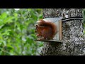 Squirrel Eating Nuts