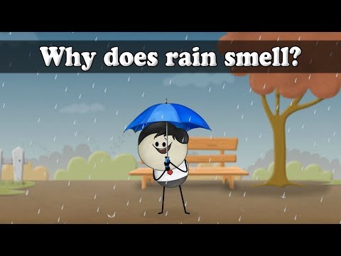 Why does rain smell? | #aumsum