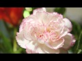 ULTRAVIOLET SOUND - LA LA LOVE 