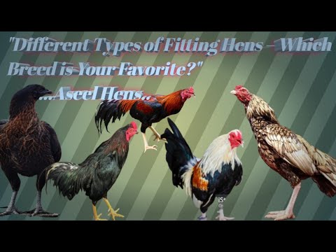 Top 20 different roosters crowing -Krähruf der Hähne.youtub short...🐔