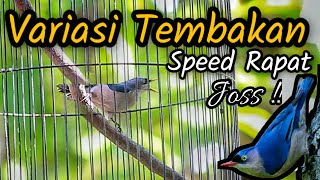 Download lagu RAMBATAN PARUH MERAH GACOR TEMBAKAN VARIASI SPEED RAPAT mp3