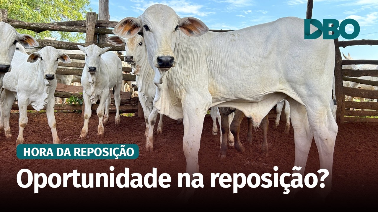 Reposição na Bahia: relação de troca favorece compra de bezerros