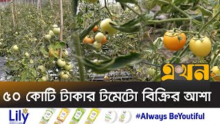 গ্রীষ্মকালীন টমেটো আবাদ, নাসিরনগর, ব্রাহ্মণবাড়িয়া