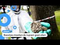 Nu al acties om eikenprocessierups te stoppen