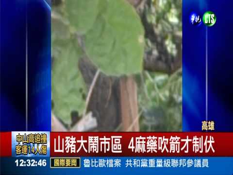 百公斤山豬竄街頭 消防吹箭制伏