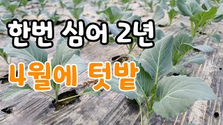 4월에 한번 심어서 2년 동안 수확!  추천
