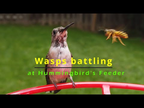 Wasps battling at Hummingbird's Feeder