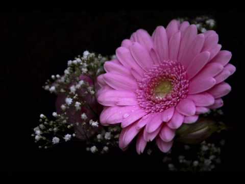 Totea Yom Chlong (Crying Partridge)