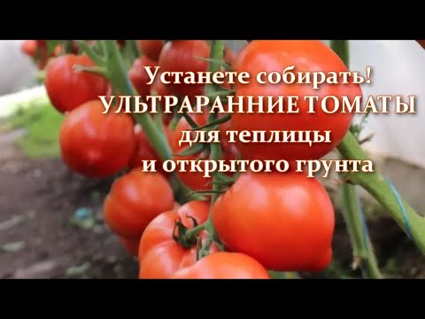 , title : 'Ультраранние и ранние сорта и гибриды томатов для теплиц. Самые урожайные высокорослые томаты'