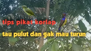 Download lagu trik pikat burung korlap atau kolibri manggar yang susah turun.. mp3