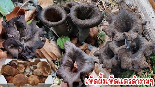 Both abundant and beautiful‼️ Go see the black trumpet mushrooms in the chestnut forest Ep111/2025