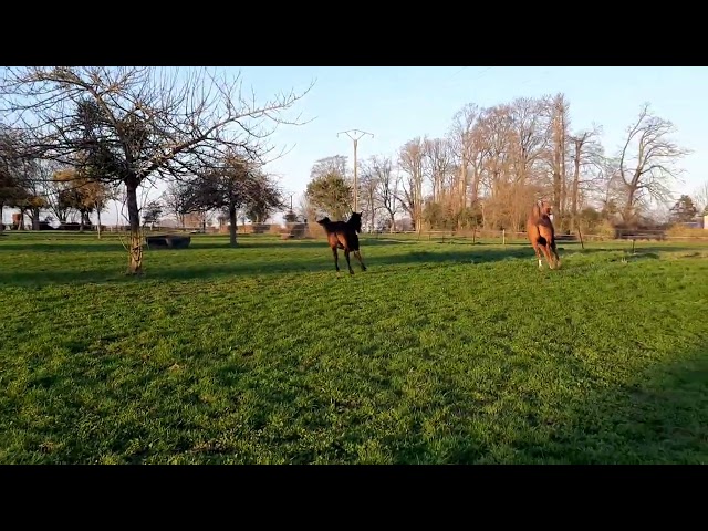 Pouliche SF par Up to you 