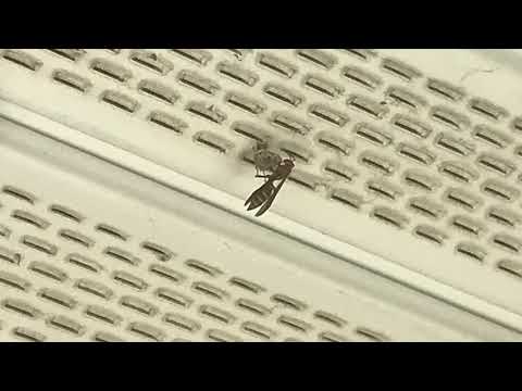 Wasps Terrify Homeowner in Mantoloking, NJ
