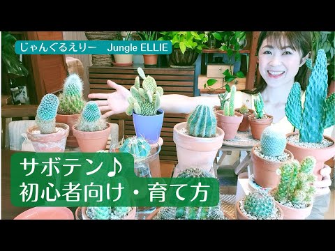 水やりサボテン多肉植物DIYアイデアオリジナルアレンジメント多肉植物
