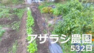 532日 日照量が足りない【アザラシ農園】