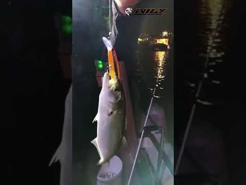 Boğazda En İyi Sahte -  Wily