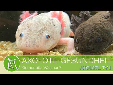 Kiemenpilz beim Axolotl? 2 Möglichkeiten zu helfen (Axolotl Krankheit/Axolotl Gesundheit)