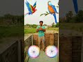 Rotating button to crow,, tota, owl &pigeon - magical vfx video #trending#youtubeshorts#viral#shorts