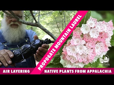 Air Layering Native Mountain Laurel from the Appalachian Mountains