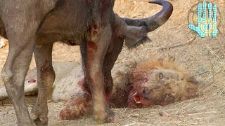 TOP 8 Batallas Épicas Animales || León Vs Búfalo ||