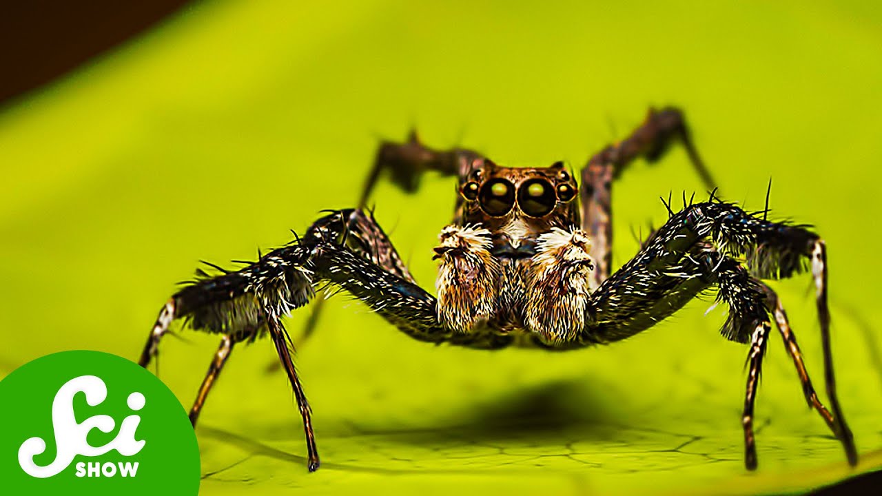 The Genius Spiders Changing How We Think About Brains