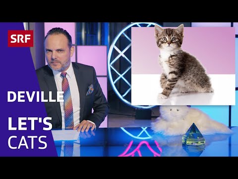 Let's Cats | Deville