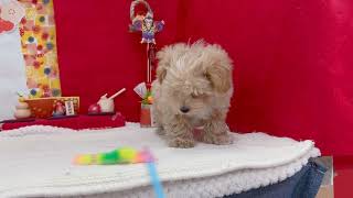 ハーフ犬の動画01