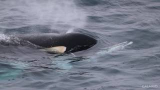 Killer Whales vs Minke Whale - Antarctica