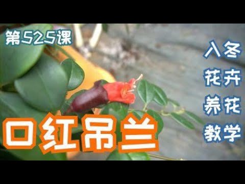 口紅花照顧