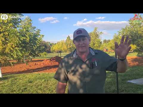 Agricol - Dekgewasse op pekanneute video 3 van 3. Hoe lyk pekanneute met en sonder dekgewasse?