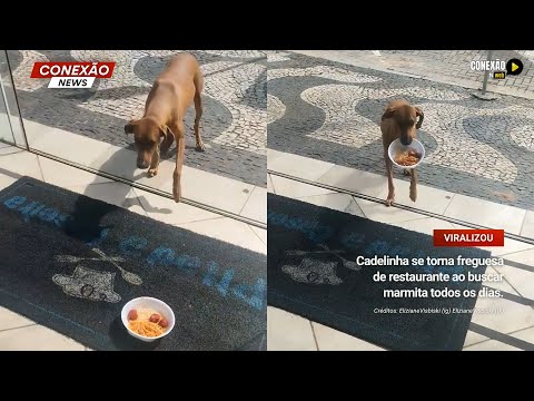 Vídeo: Cadelinha se torna freguesa de restaurante ao buscar marmita ...