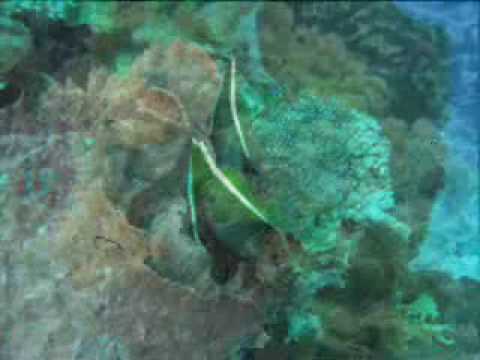 Diving North Sulawesi